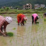 वर्षा कम हुँदा धान रोपाइँ सुस्त, देशभर ११.३३ प्रतिशत मात्रै रोपाइँ सम्पन्न
