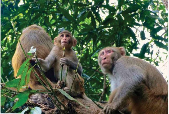 दिक्तेल रुपाकोटले बाँदर धपाउन छुट्यायो रु ४५ लाख बजेट