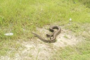 हल्दीबारीमा मकै भाँच्ने क्रममा फेला पर्यो विशाल अजिङ्गर, प्रहरीद्वारा उद्धार