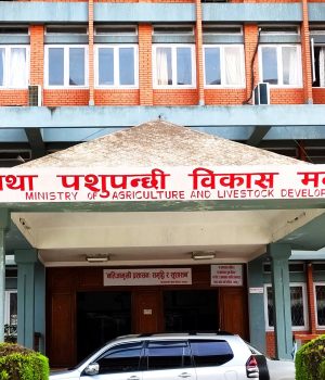 बर्डफ्लु प्रभावित किसानलाई क्षतिपूर्तिका लागि ५० करोड निकासा