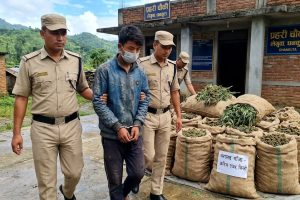 करिब १ सय ७५ किलो गाँजासहित धनकुटामा एकजना पक्राउ