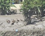 भोटेकोशी बाढी : चार सय ८९ को शव फेला, २८ प्रहरी सम्पर्कविहीन