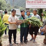 साढे चार लाख अर्लैचीको बिरुवा वितरण