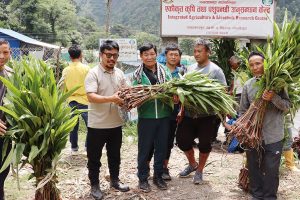 साढे चार लाख अर्लैचीको बिरुवा वितरण