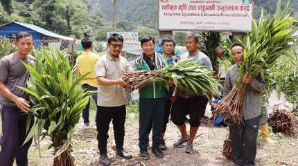 साढे चार लाख अर्लैचीको बिरुवा वितरण