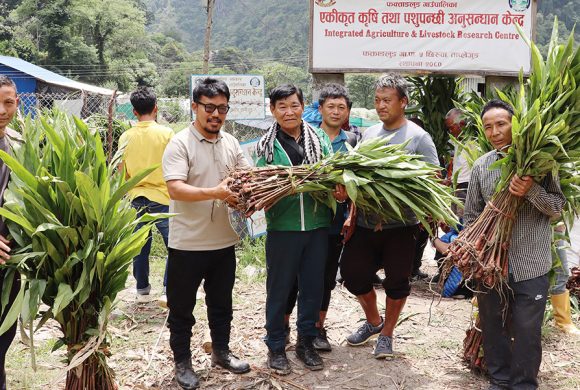 साढे चार लाख अर्लैचीको बिरुवा वितरण