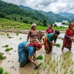 देशभर ९६ प्रतिशत धान रोपाइँ, सुदूरपश्चिममा शतप्रतिशत