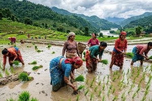देशभर ९६ प्रतिशत धान रोपाइँ, सुदूरपश्चिममा शतप्रतिशत