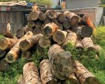 सामुदायिक वनबाट सत्र करोड आम्दानी