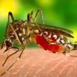 झापामा जापानिज इन्सेफ्लाइटिसको अध्ययन गर्न स्थलगत टोली परिचालन