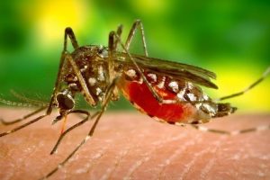 झापामा जापानिज इन्सेफ्लाइटिसको अध्ययन गर्न स्थलगत टोली परिचालन