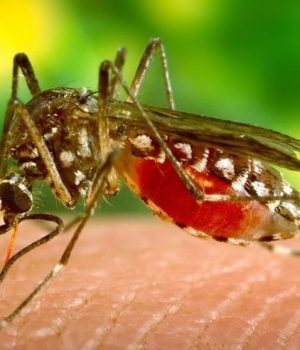 झापामा जापानिज इन्सेफ्लाइटिसको अध्ययन गर्न स्थलगत टोली परिचालन