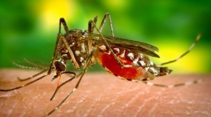 झापामा जापानिज इन्सेफ्लाइटिसको अध्ययन गर्न स्थलगत टोली परिचालन