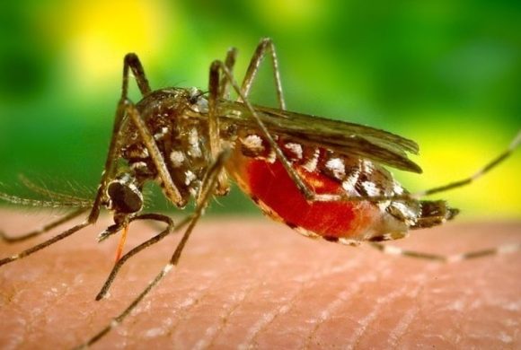 झापामा जापानिज इन्सेफ्लाइटिसको अध्ययन गर्न स्थलगत टोली परिचालन