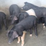 महिलालाई आत्मनिर्भर बनाउन बङ्गुरपालनमा अनुदान