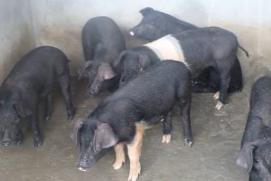 महिलालाई आत्मनिर्भर बनाउन बङ्गुरपालनमा अनुदान