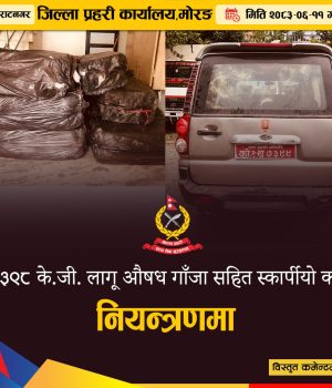 विराटनगरमा ३९८ किलो गाँजा बोकेको स्कार्पियो दुर्घटनामा, प्रहरीद्वारा बरामद