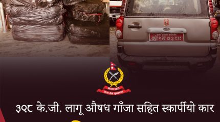 विराटनगरमा ३९८ किलो गाँजा बोकेको स्कार्पियो दुर्घटनामा, प्रहरीद्वारा बरामद