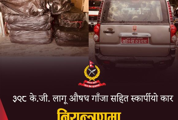 विराटनगरमा ३९८ किलो गाँजा बोकेको स्कार्पियो दुर्घटनामा, प्रहरीद्वारा बरामद