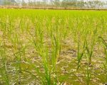 सिँचाइ अभावले मधेशमा धान उत्पादन घट्दै,४९.४४ प्रतिशत क्षेत्रफलमा मात्र सिचाई सुविधा
