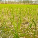 सिँचाइ अभावले मधेशमा धान उत्पादन घट्दै,४९.४४ प्रतिशत क्षेत्रफलमा मात्र सिचाई सुविधा