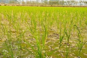 सिँचाइ अभावले मधेशमा धान उत्पादन घट्दै,४९.४४ प्रतिशत क्षेत्रफलमा मात्र सिचाई सुविधा