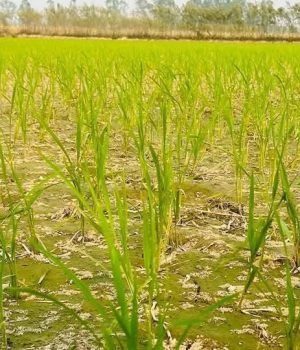 सिँचाइ अभावले मधेशमा धान उत्पादन घट्दै,४९.४४ प्रतिशत क्षेत्रफलमा मात्र सिचाई सुविधा