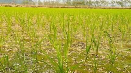 सिँचाइ अभावले मधेशमा धान उत्पादन घट्दै,४९.४४ प्रतिशत क्षेत्रफलमा मात्र सिचाई सुविधा