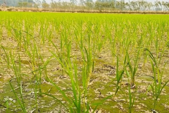 सिँचाइ अभावले मधेशमा धान उत्पादन घट्दै,४९.४४ प्रतिशत क्षेत्रफलमा मात्र सिचाई सुविधा