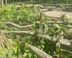 सुनसरीमा रुखले च्यापिएर महिलाको मृत्यु