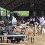 दसैँ नजिकिएसँगै धरानको कृषि उपज बजारमा खसीबोकाको कारोबारमा वृद्धि