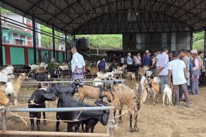 दसैँ नजिकिएसँगै धरानको कृषि उपज बजारमा खसीबोकाको कारोबारमा वृद्धि