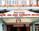 सरकारले १५ हजार मेट्रिक टन धान खरिद गर्ने