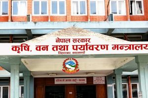 सरकारले १५ हजार मेट्रिक टन धान खरिद गर्ने