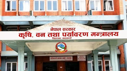 सरकारले १५ हजार मेट्रिक टन धान खरिद गर्ने