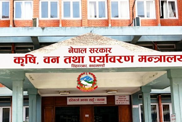 सरकारले १५ हजार मेट्रिक टन धान खरिद गर्ने