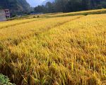 धान थन्काउन किसानलाई चटारो