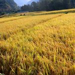 धान थन्काउन किसानलाई चटारो