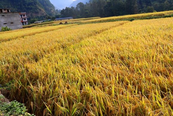 धान थन्काउन किसानलाई चटारो