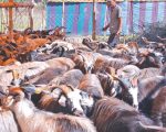 काठमाडौँमा एक अर्बका खसी र च्याङ्ग्रा बिक्री