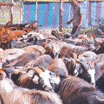 काठमाडौँमा एक अर्बका खसी र च्याङ्ग्रा बिक्री