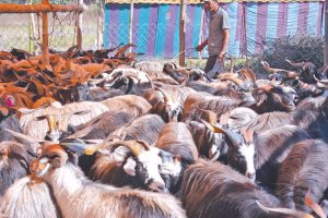 काठमाडौँमा एक अर्बका खसी र च्याङ्ग्रा बिक्री