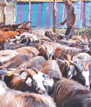 काठमाडौँमा एक अर्बका खसी र च्याङ्ग्रा बिक्री