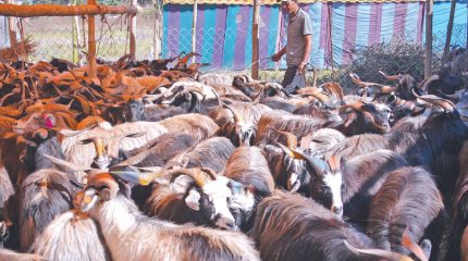 काठमाडौँमा एक अर्बका खसी र च्याङ्ग्रा बिक्री