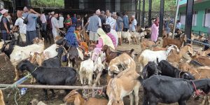 धरानमा दसैँमा २६ करोड बढीको खसीबोका कारोबार