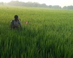 धानबालीमा रोग–कीराको समस्या ः किसान चिन्तित