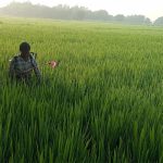 धानबालीमा रोग–कीराको समस्या ः किसान चिन्तित