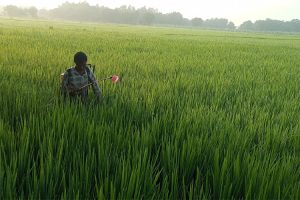धानबालीमा रोग–कीराको समस्या ः किसान चिन्तित