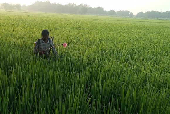 धानबालीमा रोग–कीराको समस्या ः किसान चिन्तित