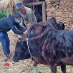 कोशी प्रदेशका १२ लाख गाईभैंसीलाई आजबाट खोरेतविरुद्धको खोप लगाइदै
